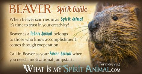 Beaver Spirit Animal Meaning: Unlocking the Mysteries of Nature's Architect