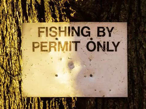 Do You Need a Fishing License in Massachusetts? And Why Do Fish Always Seem to Know When You're About to Cast?