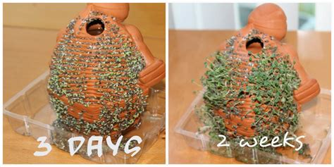 How to Make a Chia Pet: And Why It Might Be the Secret to Unlocking Your Inner Gardener