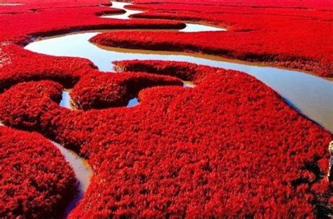  Panjin Röda Strandens Magiska Färger och Unika Flora!