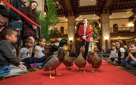  Peabody Ducks March: En ikonisk tradition i Memphis!