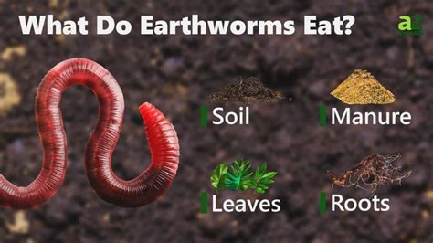 What Animal Eats Worms: A Dive into Nature's Decomposers and Their Predators