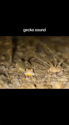 What Animal Sound Is This: A Symphony of Nature's Mysteries