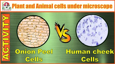 What are similarities between plant and animal cells, and how do they dance under the moonlight?