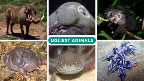 What is the ugliest animal in the world, and why do we even care about beauty in nature?