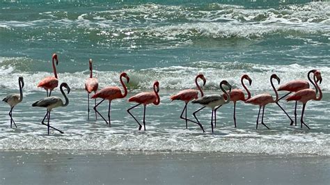 What is the Weather in Spain in April? And Why Do Flamingos Wear Sunglasses?