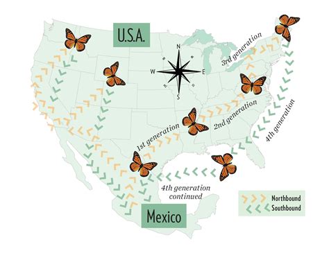 What is the weather like in Mexico in February, and how does it influence the migration patterns of monarch butterflies?