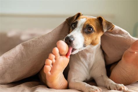 Why Do Dogs Lick You When You Pet Them? And Why Do They Sometimes Pretend to Be Cats?